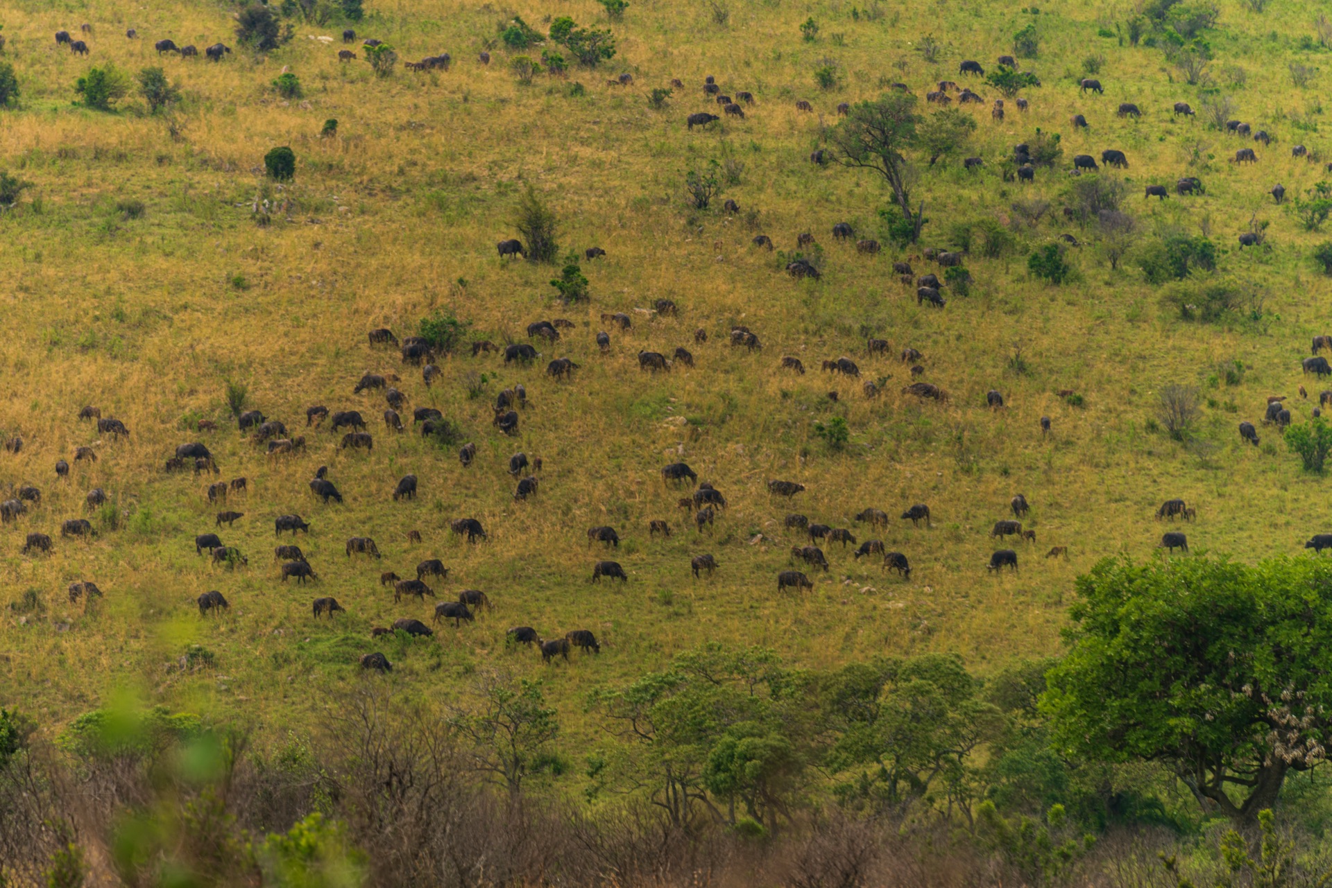 A wildebeest herd across the rolling savannah of the Maasai Mara, Kenya